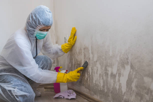 Best Industrial Mold Remediation in The Hammocks, FL