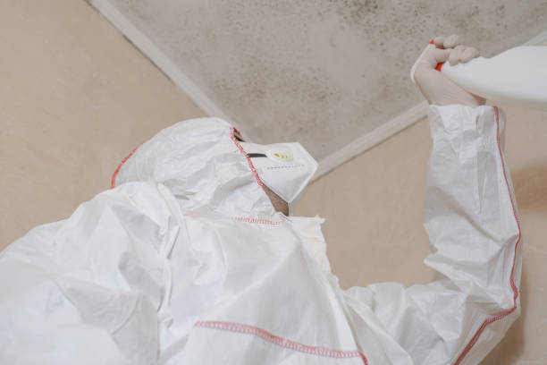 Best Commercial Mold Remediation in The Hammocks, FL